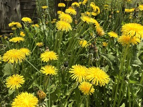 They're back! A sure sign of summer, dandelions popping in lawns everywhere. Hal Anderson has a sure-fire recipe to turn them into wine.