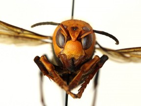 A closeup of an Asian Giant Hornet is seen in an undated Washington State Department of Agriculture picture obtained by Reuters on Monday, May 4, 2020.