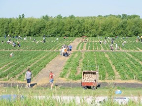 Strawberry picking operations will be open this year.
Brett Rempel/Handout
