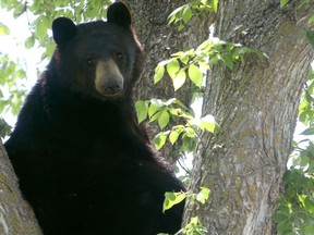 A black bear in a tree in Charleswood on Saturday. Late Saturday night, the bear left the tree and the area on its own without incident, officials said.