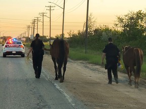 Winnipeg Police officers found themselves acting as horse wranglers after two horses got loose in Winnipeg, early Tuesday mornng. At shortly after 5 a.m., the Winnipeg Police Service received the report of two horses wandering loose in traffic on Plessis Road near St. Boniface Road. Police said two officers, who are familiar with horses, were able to calm them long enough to put ropes around their necks so they could be guided off Plessis Road.