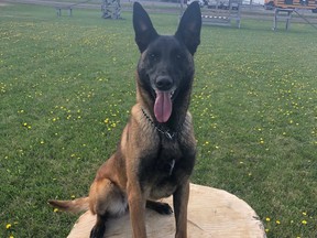 Manitoba First Nations Police Service K-9 CETO captured two suspects in a day last week, assisting Sandy Bay Detachment officers in the capture of a suspect wanted for assault and forcible confinement and another suspect wanted on several warrants. With the two arrests, CETO now has a total of seven arrests in the month of June.