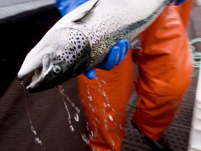 CP-Web.  An Atlantic salmon is seen during a Department of Fisheries and Oceans fish health audit at the Okisollo fish farm near Campbell River, B.C. Wednesday, Oct. 31, 2018.   Members of the DFO routinely visit farms surrounding British Columbia to make sure that the health of the salmon populations in fish farms is up to standard.  THE CANADIAN PRESS /Jonathan Hayward ORG XMIT: JOH324