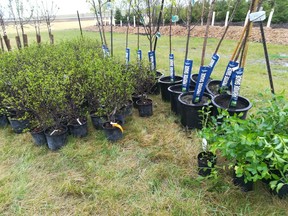 An assortment of trees that were on offer from Trees Winnipeg last spring.