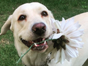 A young male yellow lab, Toby works as a drug K9 for the El Dorado County Sheriff’s Office in California. Instagram