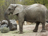 The Warsaw Zoo lost one of its four elephants — and the herd’s eldest female — in March. It was a tragic development that has left a female named Fredzia struggling with depression and anxiety. Warsaw Zoo