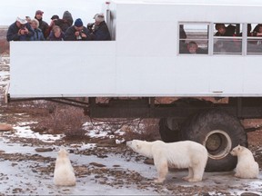 Who's watching who.  Tourists gather on the back of a tundra buggy to get an up close look at polar bears in the wild some 30 km  south-east of Churchill.  Churchill is known as the polar bear capital of the world.