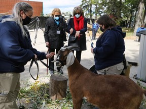 Donor Tannis Richardson (second from left), assisted by Karen Menkis, visits with a pair of goats during an announcement for the return of Aunt Sally's Farm at the Assinboine Park Zoo in Winnipeg on Tues., Sept. 8, 2020. Kevin King/Winnipeg Sun/Postmedia Network