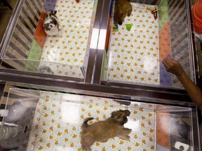 People watch puppies in a cage at a pet store in Columbia, Md., Monday, Aug. 26, 2019.