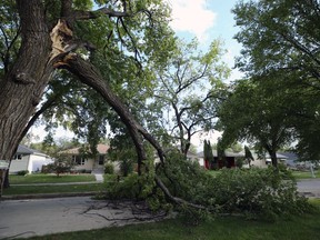 A tree branch snapped during high wind conditions blocks Dudley Crescent in Winnipeg on Sunday.