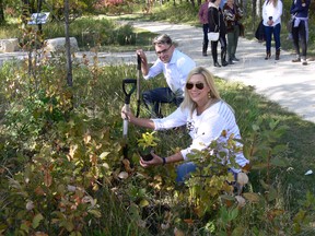 (Left to right) Coun. Brian Mayes (St. Vital) and Manitoba Municipal Relations Minister Rochelle Squires (Riel) plant non-evasive bittersweet vines as part of celebrations to mark the 20th anniversary of the Bishop Grandin Greenway and the official launch of Bittersweet Way on Saturday.