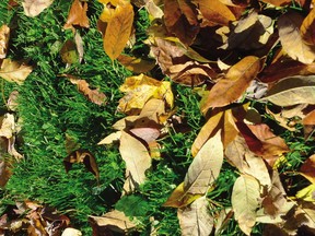 Raking leaves has long been a task for fall afternoons, but homeowners may be surprised to learn that they might be better off putting their rakes in permanent mothballs.
