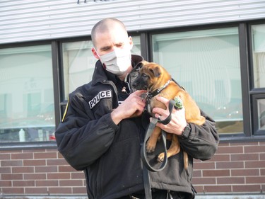 Patrol Sgt. Scott Taylor of the Winnipeg Police Service K9 Unit holds Jury during a press conference at the WPS Canine Unit training centre on Friday, Oct. 23, 2020, to formally introduce five of a litter of seven puppies born into its in-house breeding program on Sept. 1. This is the first time a litter has been bred through the program using artificial insemination. The pups' mother is Police Service Dog (PSD) Ellie using the sperm of former PSD Judge, who provided samples nine years ago for the artificial insemination. The process allows WPS to combine the highly sought-after traits of former PSD Judge and PSD Ellie to ensure the highest quality K9s are working alongside officers in the community's service. Judge retired from the service in 2014 and passed away in 2015. Taylor was Judge's former handler.