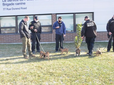 Winnipeg Police Service K9 Unit handlers and WPS volunteers hold the pups during a press conference at the WPS Canine Unit training centre on Friday, Oct. 23, 2020, to formally introduce five of a litter of seven puppies born into its in-house breeding program on Sept. 1. This is the first time a litter has been bred through the program using artificial insemination. The pups' mother is Police Service Dog (PSD) Ellie using the sperm of former PSD Judge, who provided samples nine years ago for the artificial insemination. The process allows WPS to combine the highly sought-after traits of former PSD Judge and PSD Ellie to ensure the highest quality K9s are working alongside officers in the community's service. Judge retired from the service in 2014 and passed away in 2015.