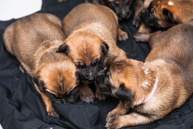 Handout photo provided by Winnipeg Police Service. The Winnipeg Police Service K9 Unit held a press conference at the WPS Canine Unit training centre on Friday, Oct. 23, 2020, to formally introduce five of a litter of seven puppies born into its in-house breeding program on Sept. 1. This is the first time a litter has been bred through the program using artificial insemination. The pups' mother is Police Service Dog (PSD) Ellie using the sperm of former PSD Judge, who provided samples nine years ago for the artificial insemination. The process allows WPS to combine the highly sought-after traits of former PSD Judge and PSD Ellie to ensure the highest quality K9s are working alongside officers in the community's service. Judge retired from the service in 2014 and passed away in 2015.