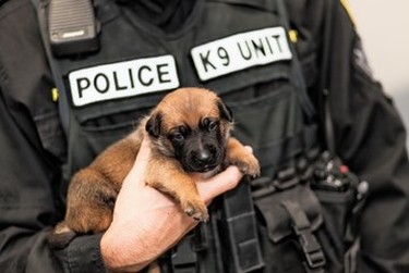 Handout photo provided by Winnipeg Police Service. The Winnipeg Police Service K9 Unit held a press conference at the WPS Canine Unit training centre on Friday, Oct. 23, 2020, to formally introduce five of a litter of seven puppies born into its in-house breeding program on Sept. 1. This is the first time a litter has been bred through the program using artificial insemination. The pups' mother is Police Service Dog (PSD) Ellie using the sperm of former PSD Judge, who provided samples nine years ago for the artificial insemination. The process allows WPS to combine the highly sought-after traits of former PSD Judge and PSD Ellie to ensure the highest quality K9s are working alongside officers in the community's service. Judge retired from the service in 2014 and passed away in 2015.