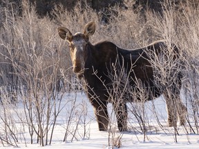 A moose feeds on the willow shoots along a fence line.