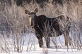 A moose feeds on the willow shoots along a fence line.