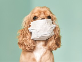 Dog in a medical mask.