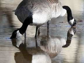 A pair of geese were spotted at Oak Hammock Marsh on Thursday afternoon while Winnipeg's FortWhyte Alive had its first sighting back on Feb. 23.