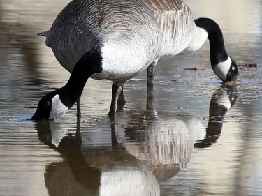 Geese reflected in standing water in Winnipeg. Tuesday, April 7,  2020