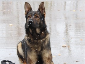 An undated photo of RCMP Police Service Dog Linkin.