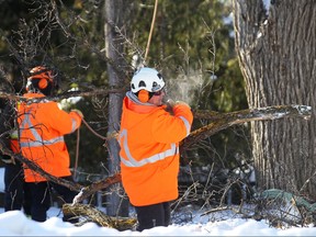 Workers from the urban forestry branch remove branches from a tree infected with Dutch Elm Disease on Dorchester Avenue in the Crescentwood area of Winnipeg on Wednesday, Feb. 5, 2014.