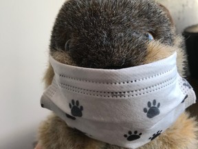 The province's furry forecaster, Manitoba Merv will make his appearance as usual for Groundhog Day on Tuesday at Oak Hammock Marsh Interpretive Centre just north of Winnipeg, albeit wearing a face mask and following every provincial health regulations in place.