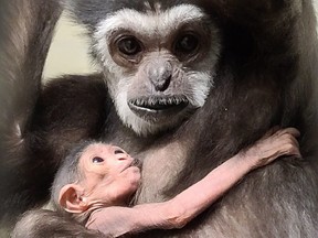 A white-handed gibbon, born on Feb. 4, 2021, cuddles with its mother Maya.
Handout/Assiniboine Park Zoo