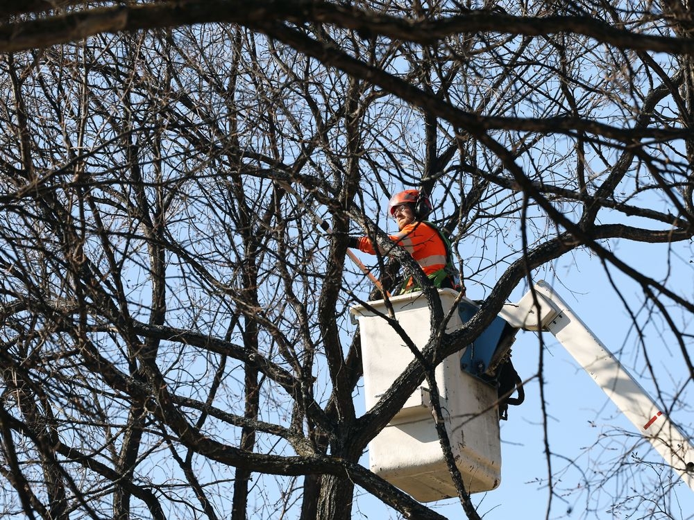 Daniel McIntyre tree planting gets a boost Winnipeg Sun
