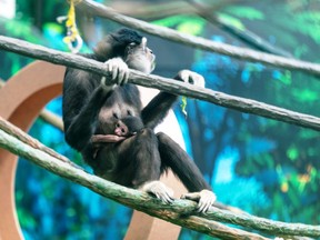 The Assiniboine Park Zoo’s young gibbon, believed to be male and born on March 10, hangs out with its mother Maya.
Assiniboine Park Conservancy