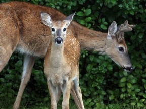 A deer and fawn take shelter from the drizzle in Assiniboine Forest in Winnipeg, Man. Sunday August 31, 2014.