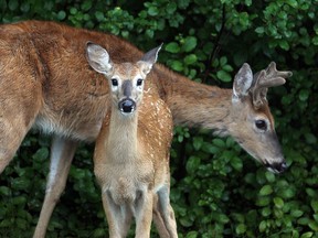 A deer and fawn take shelter from the drizzle in Assiniboine Forest in Winnipeg, Man. Sunday August 31, 2014.