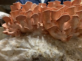Pink oyster mushrooms in growing medium.