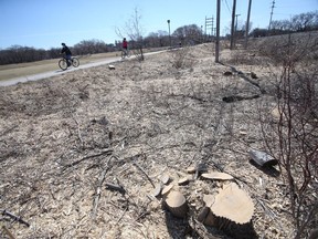 Stumps remain where Manitoba Hydro cut trees on it's property near Omand Park, in Winnipeg. Area residents mourned the loss of the trees.   Saturday, April 10, 2/2021.