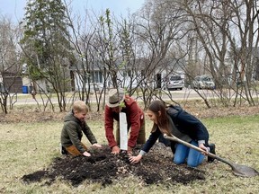 Winnipeggers doing their part to plant trees in response to the Million Tree Challenge.
Kamila Konieczny/Handout