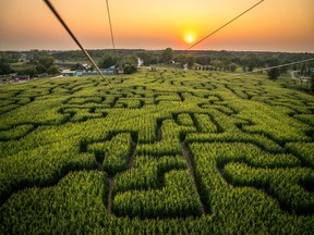 Work is now underway on what they hope will be the world's biggest corn maze at Amaze In Corn just south of Winnipeg which will be 80 acres in size, beating the current record holder in California by almost 20 acres. Look for it to open in early August.