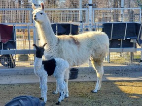 Chair with her cira (baby llama).