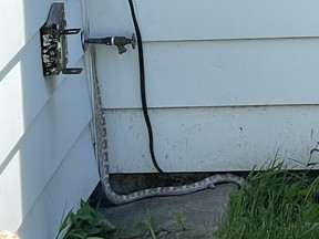 Area resident Breno Martins tweeted a photo and a video of an approximately eight-foot long white snake that was reported on the loose in a Winnipeg neighbourhood. The tweets included the messages "Brian was in my backyard!" and "This was a video of Brian escaping from my front yard." Winnipeg Police took to Twitter on Saturday, June 13, 2021 to report that a large snake had been seen in the area of the 600 block of Ebby Avenue earlier in the day. Animal Services attended the area but were unable to locate the snake and residents are asked to call 911 if the snake was seen. As of Sunday afternoon. the snake had still not been found.