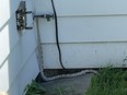Area resident Breno Martins tweeted a photo and a video of an approximately eight-foot long white snake that was reported on the loose in a Winnipeg neighbourhood. The tweets included the messages "Brian was in my backyard!" and "This was a video of Brian escaping from my front yard." Winnipeg Police took to Twitter on Saturday, June 13, 2021 to report that a large snake had been seen in the area of the 600 block of Ebby Avenue earlier in the day. Animal Services attended the area but were unable to locate the snake and residents are asked to call 911 if the snake was seen. As of Sunday afternoon. the snake had still not been found.