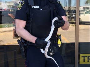 A Winnipeg Police Service officer holds an eight-foot white snake after it was safely located on Monday, June 14, 2021, in the 600 block of Pembina Highway, not far from where it was first seen on the loose Saturday. The snake was turned over to Winnipeg's Animal Services Agency. Winnipeg Police took to Twitter on Saturday evening to report that a large snake had been spotted in the area of the 600 block of Ebby Avenue earlier that day.