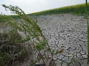Extremely dry and cracked soil can be seen in a canola field near Ile des Chenes, south of Winnipeg in this photo taken in July. Drought conditions plagued Manitoba farmers much of this growing season, with the province seeing record-low precipitation levels, and the driest July on record.