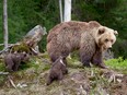 Big brown bear in the forest in the summer