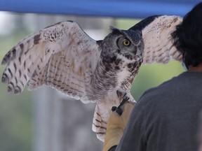 Griffin, a two-year-old Great Horned Owl, opens it's wings while being held by Aditya at the Bridge Drive-in in Winnipeg. The ice cream shop hosted a fundraising event for Wildlife Haven Rehabilitation Centre on Saturday, July 31, 2021.
