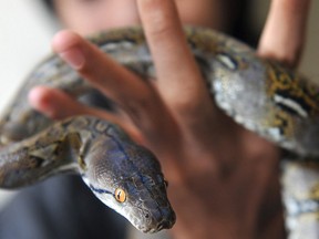 The City of Winnipeg is considering changes to its responsible pet ownership bylaw and what exotic pets will be permitted in the city. AFP PHOTO / Bay ISMOYO (Photo credit should read BAY ISMOYO/AFP/Getty Images)