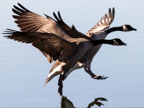 Canada geese come in for a landing.  Ian Kucerak/Postmedia Network