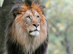 A male lion in its habitat at the Smithsonian Institution's National Zoo on Oct. 26, 2010 in Washington, D.C.