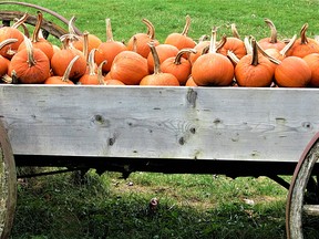 A wagon loaded with pumpkins