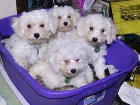 The Winnipeg Humane Society took in an average of 50 animals a month in 2020. These puppies were born to one of the dogs recently taken in. Handout