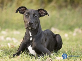 Winnipeg-based Manitoba Underdogs Rescue (MUR) is fundraising to help save Sonny, a five-month-old Great Dane mix puppy with a deadly heart defect.